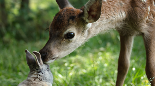 Bambi, L’histoire d’une vie dans les bois 